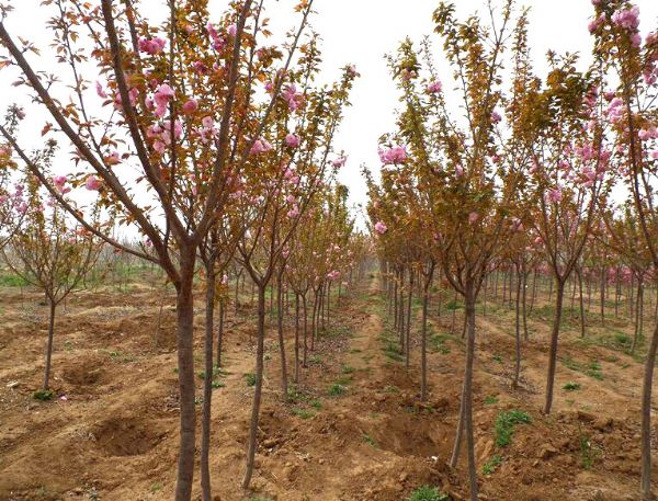 看好櫻花苗木市場前景