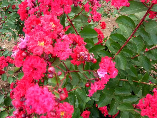 美國(guó)紅火箭紫薇