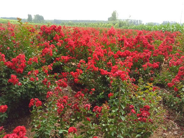 美國(guó)紅火箭紫薇