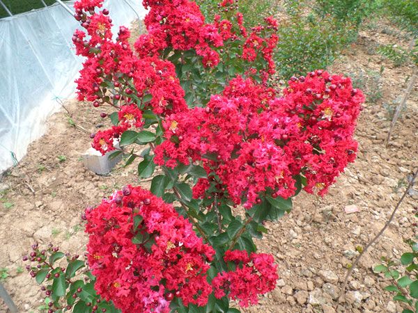 美國(guó)紅火箭紫薇