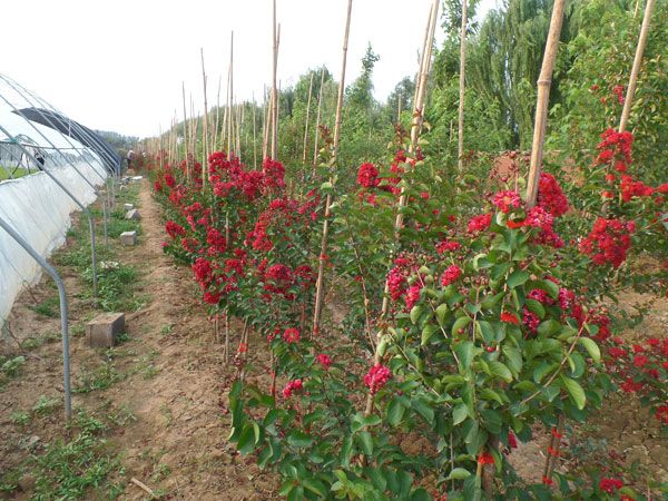 美國(guó)紅火箭紫薇