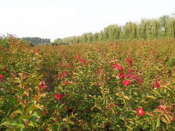 美國(guó)紅火箭紫薇