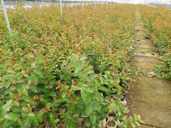 美國(guó)紅火箭紫薇