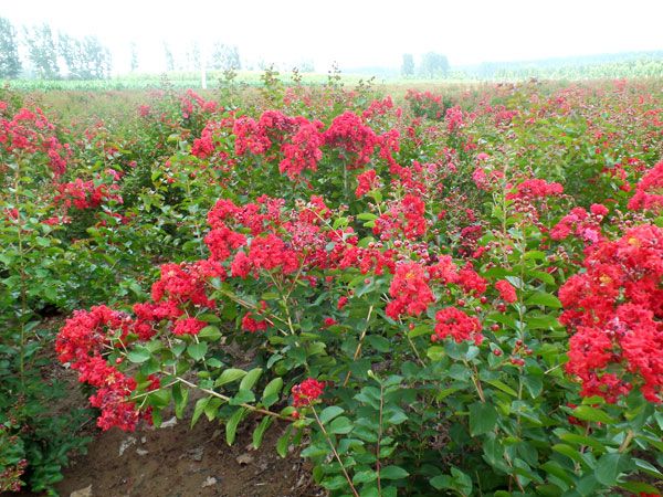 美國紅火箭紫薇