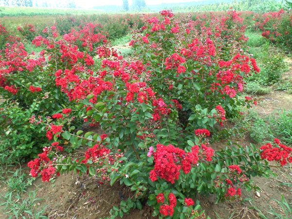 美國紅火箭紫薇