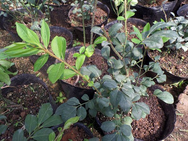 火焰衛(wèi)矛扦插