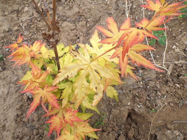 橙之夢(mèng)黃金楓