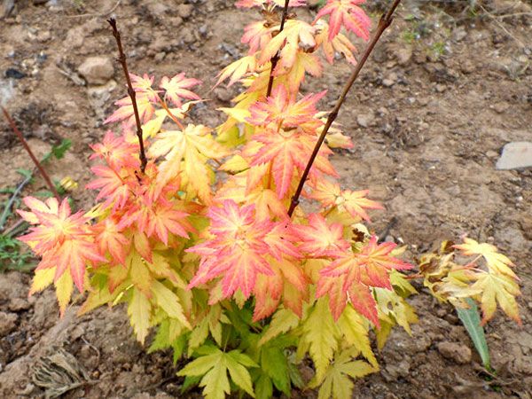 橙之夢(mèng)黃金楓