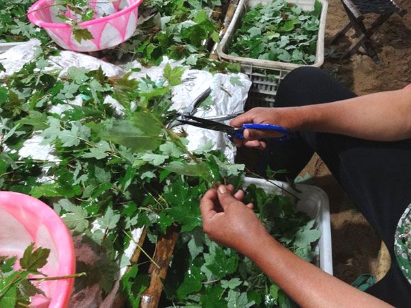 紅點(diǎn)紅楓扦插過程