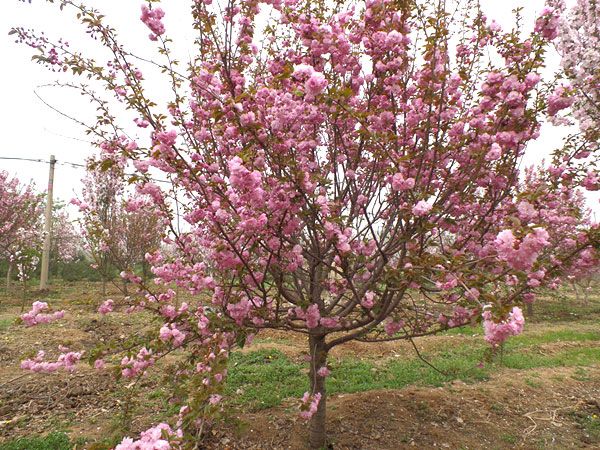 苗木種植土壤改良有哪些方法？