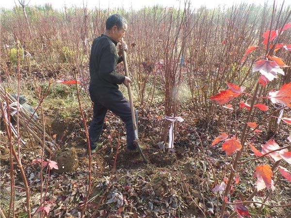 叢生紅點(diǎn)紅楓