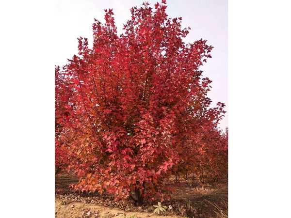 叢生紅點(diǎn)紅楓