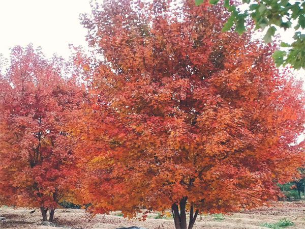 叢生紅點(diǎn)紅楓