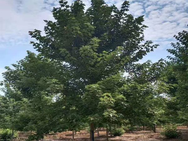 美國(guó)紅楓秋火焰