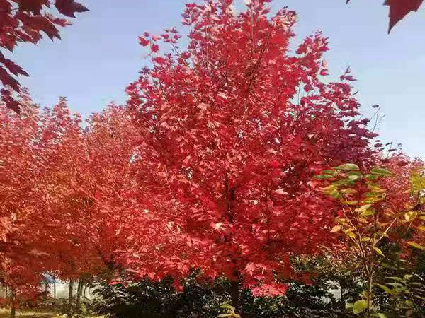 美國(guó)紅點(diǎn)紅楓