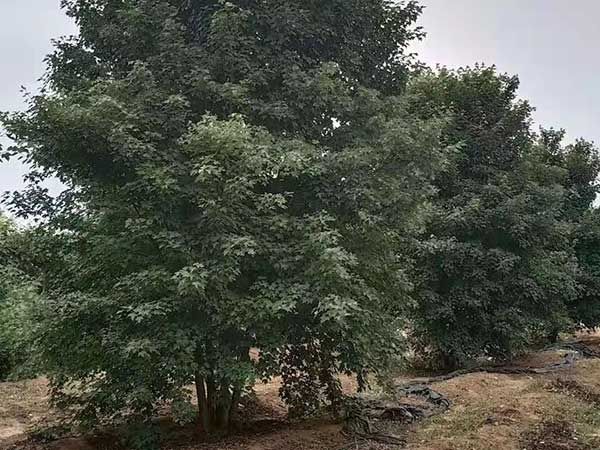 叢生美國(guó)紅楓